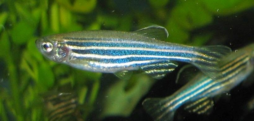Seena Magowitz Foundation Funded The Zebrafish Project To Help Accelerate TGen Research Against Pancreatic Cancer