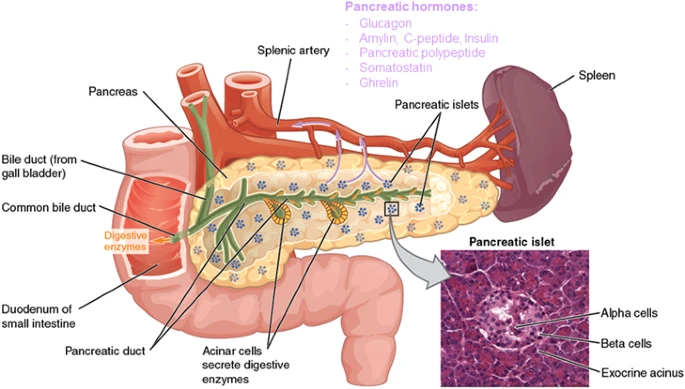 The pancreas endocrine function involves secretion of hormones The pancreas endocrine function involves secretion of hormones