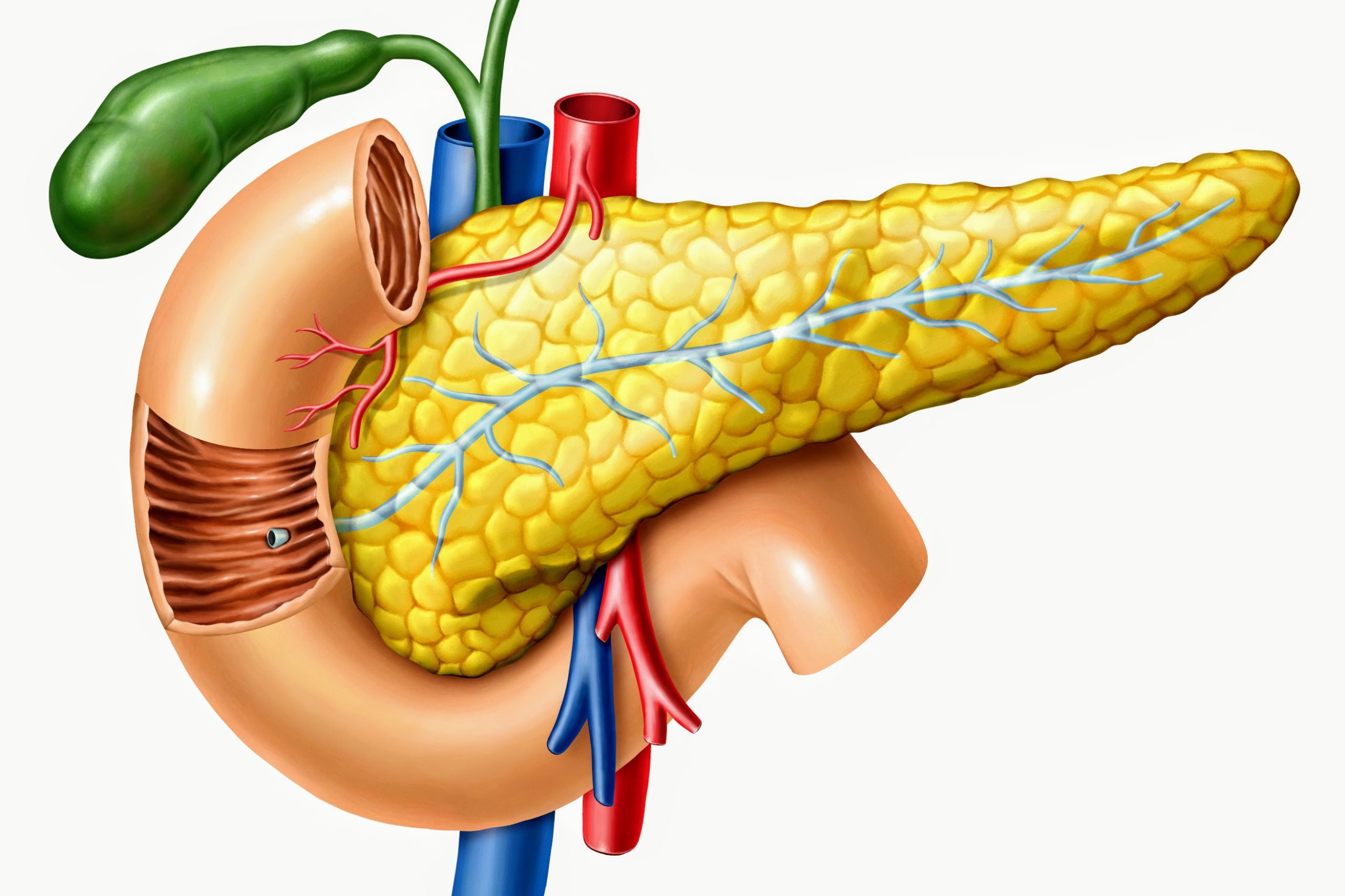 Pancreas anatomy